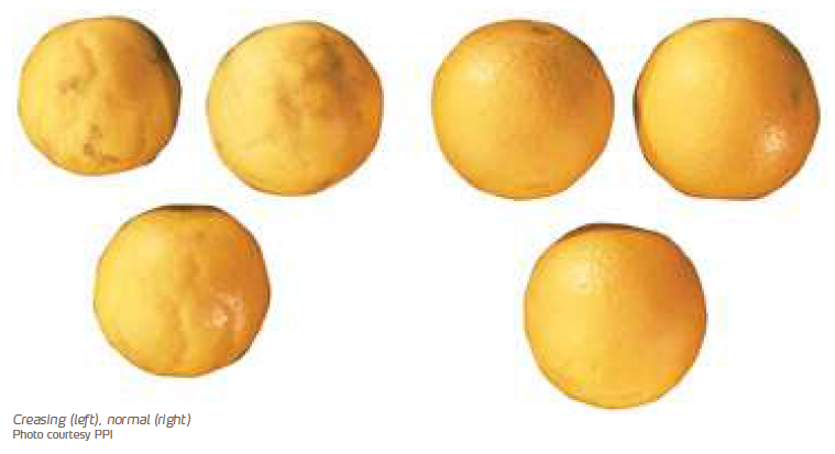 Plugging y creasing en cítricos