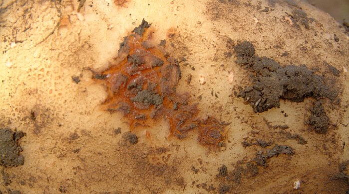 Sarna común por exceso de agua