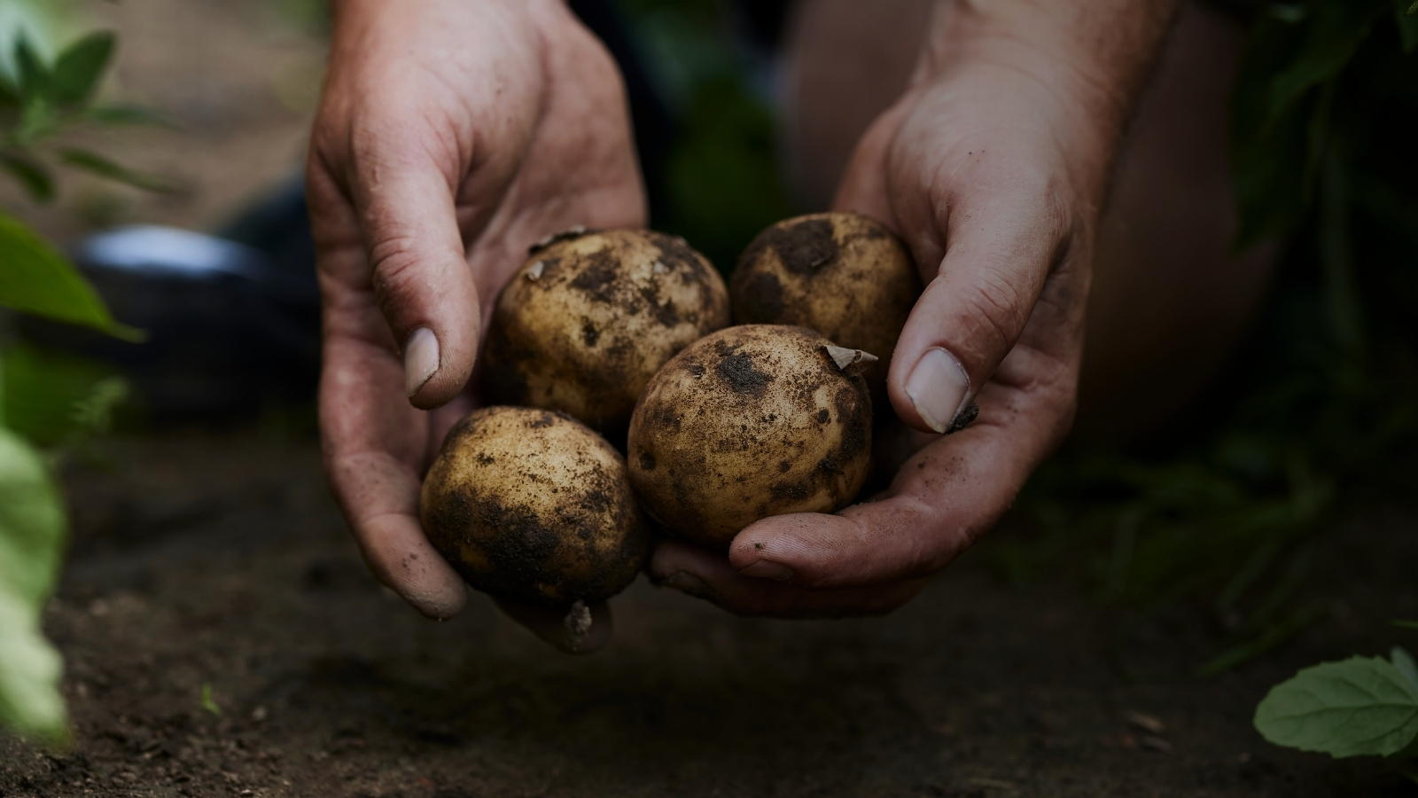 Papas producidas con menor huella de carbono