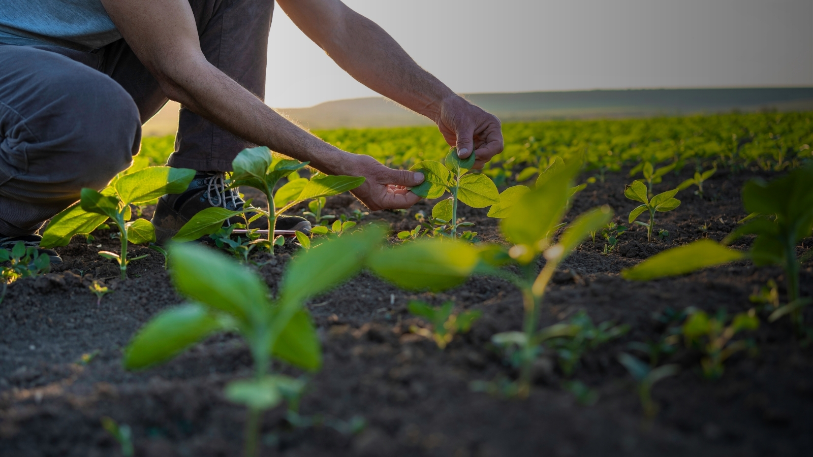 Produccion de cultivos